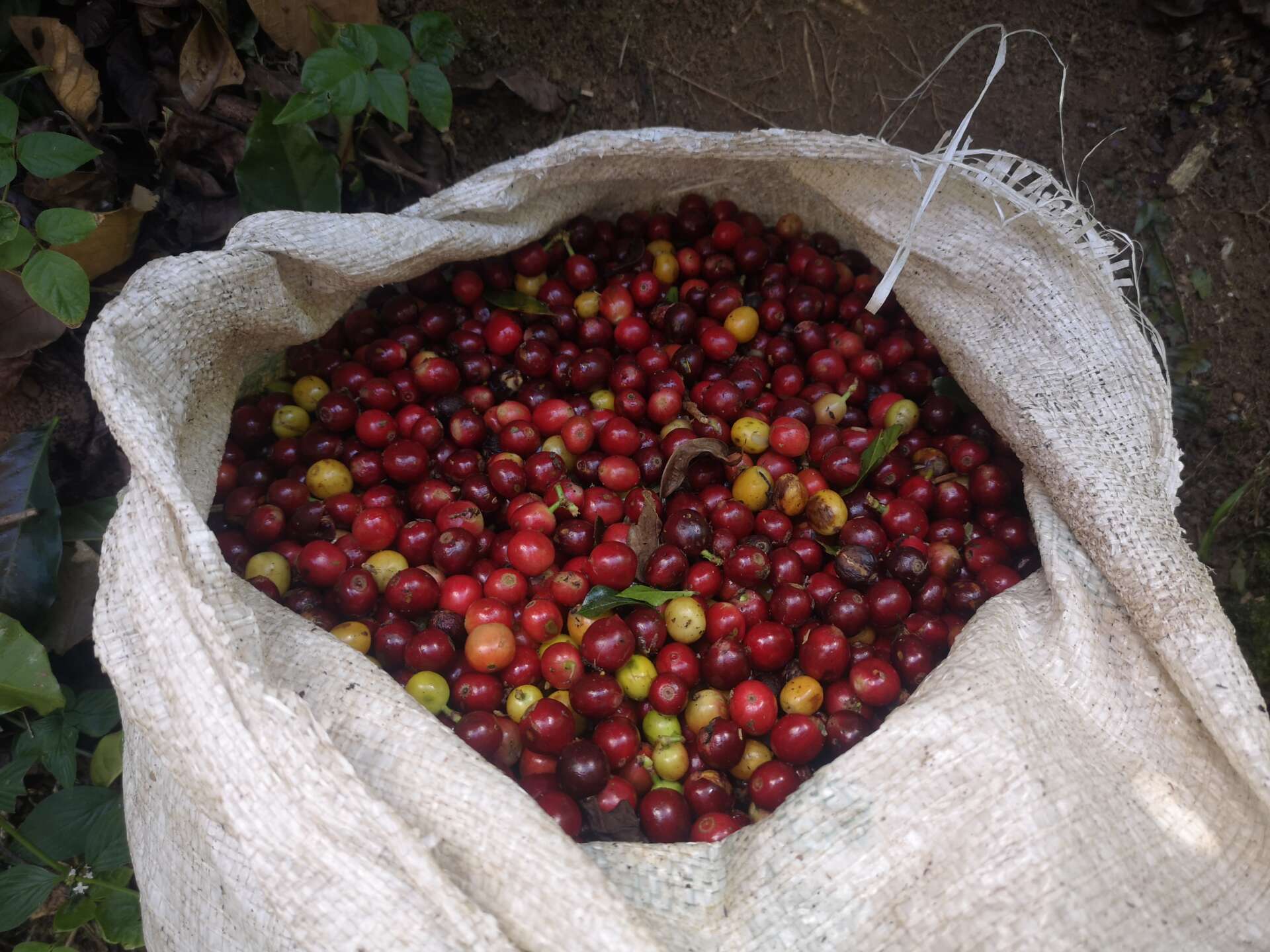 Coffee beans 