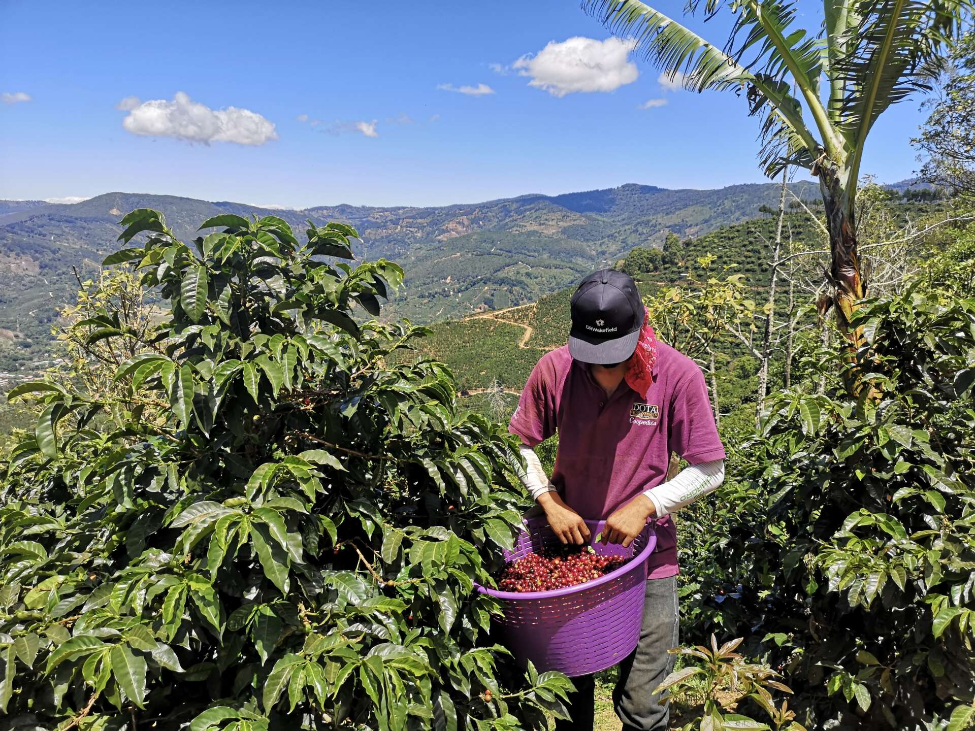 Java republic picking coffee beans 