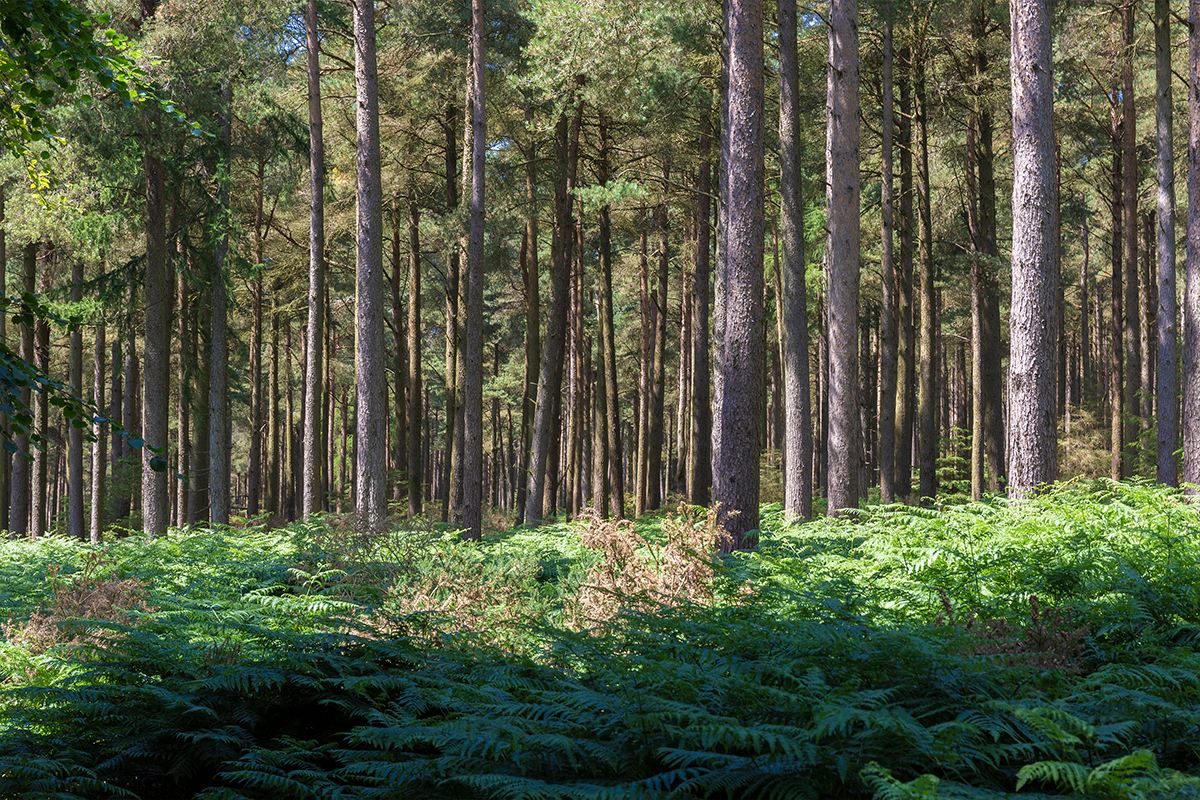 Wicklow Wolf Extinct Beers Landscape