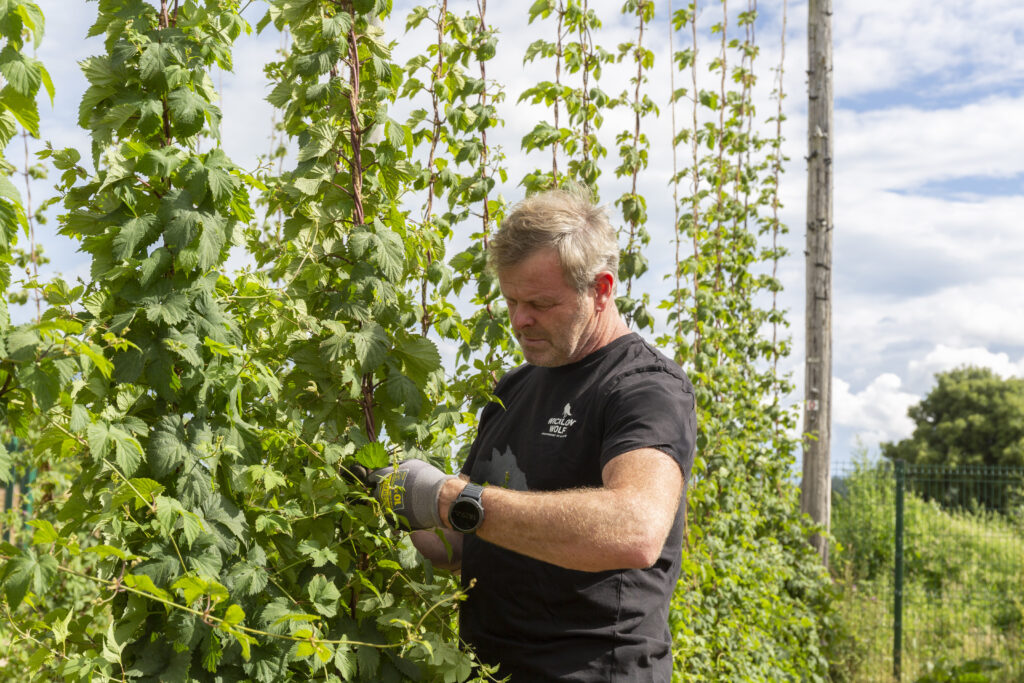 Simon tending to the hops 