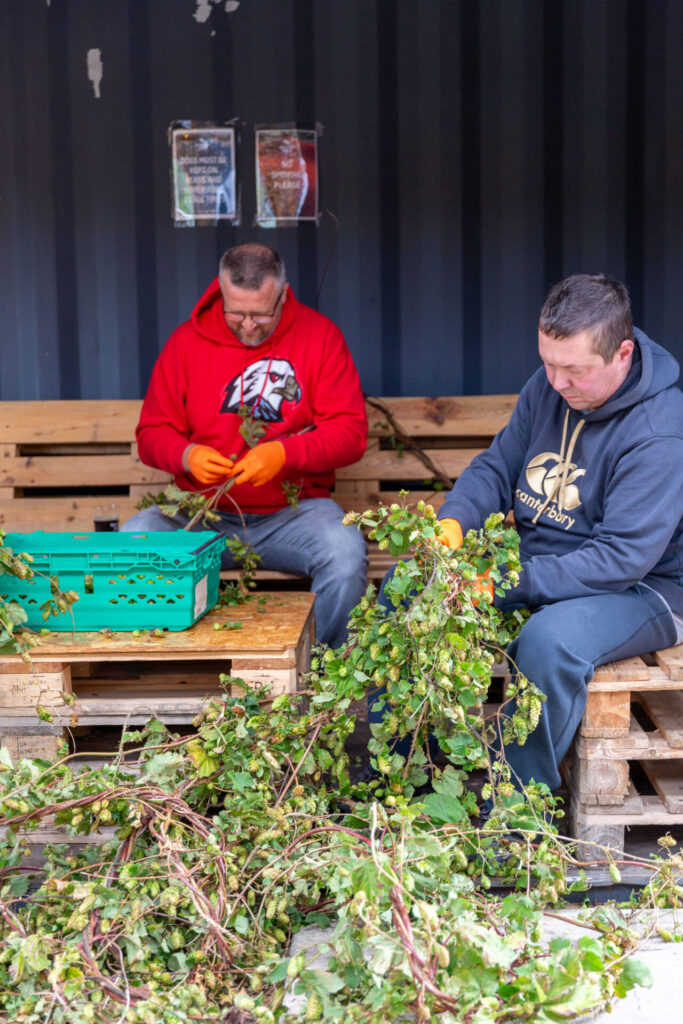 Wicklow Wolf Community Hop Harvest at the Brewery