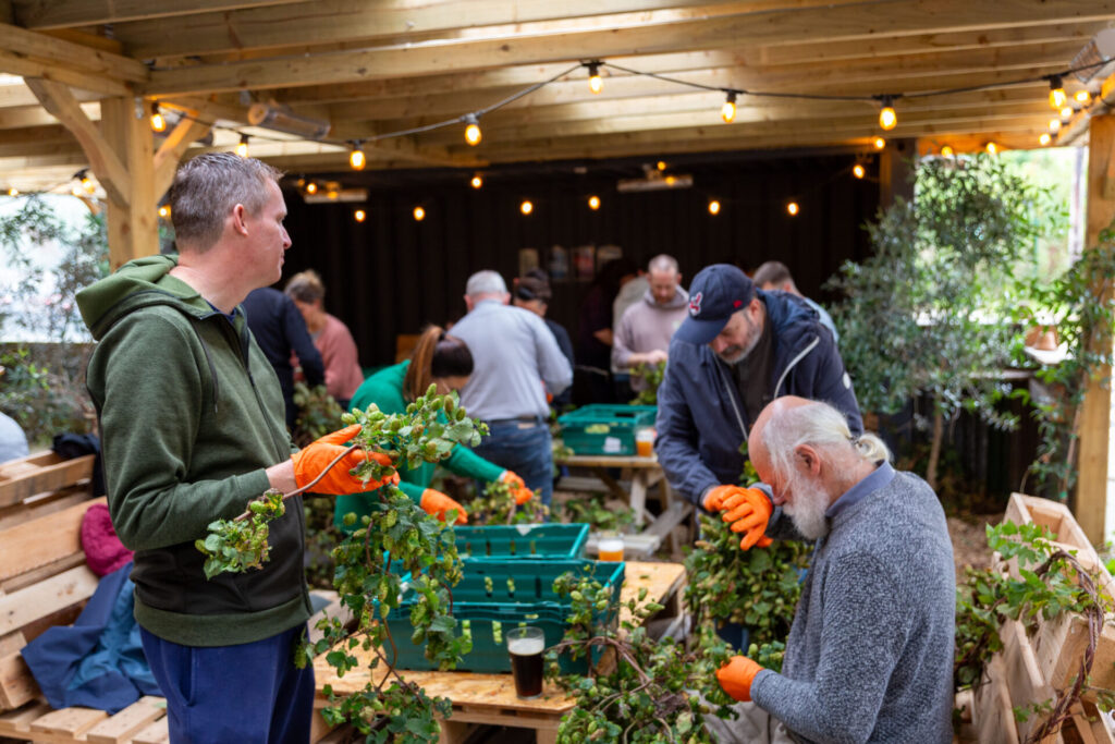 Wicklow Wolf Community Hop Harvest at the Brewery