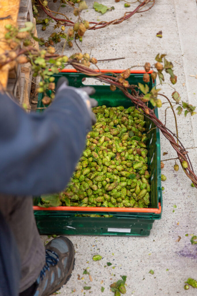 Wicklow Wolf Community Hop Harvest at the Brewery, close up of the hops