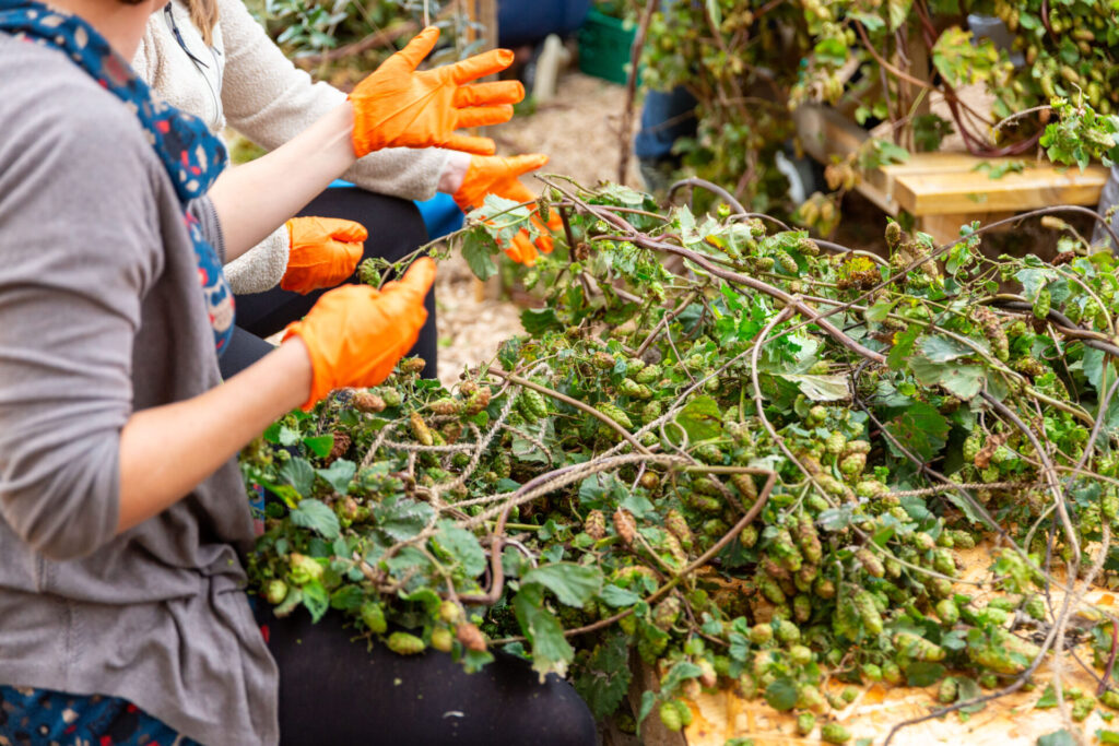 Wicklow Wolf Community Hop Harvest at the Brewery