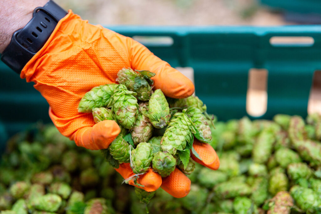 Wicklow Wolf Community Hop Harvest at the Brewery, close up of the hops