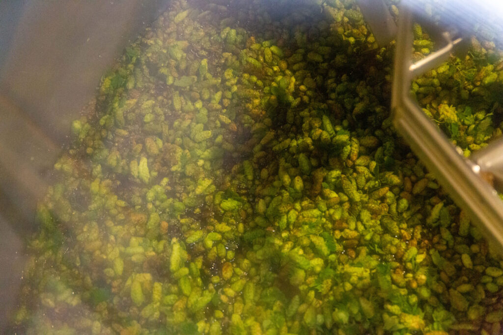 The 2023 Hop Harvest in the lauter tun